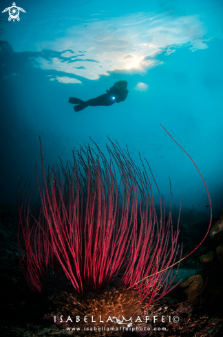 A reef scape