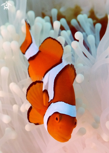 A Clown Fish