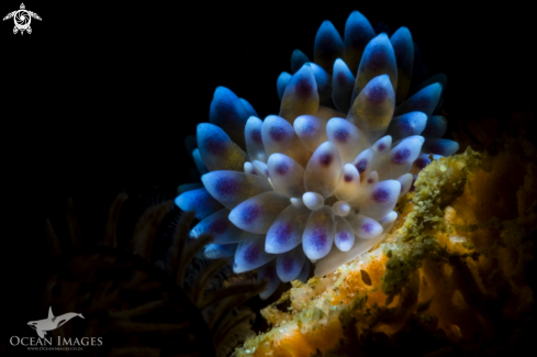 A Gasflame Nudibranch