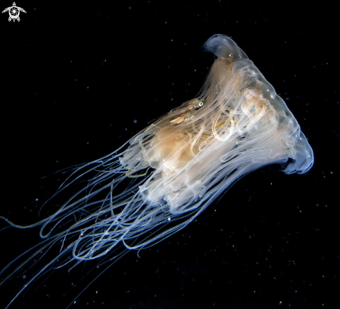 A Lion's mane jellyfish