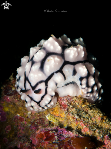 A Nudibranch