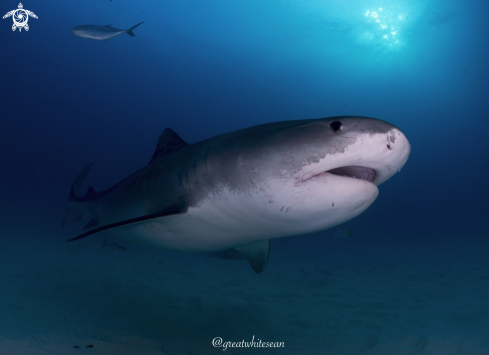 A Galeocerdo cuvier | Tiger Shark