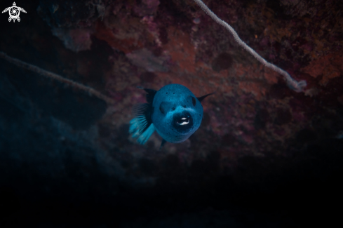 A Black-spotted Pufferfish