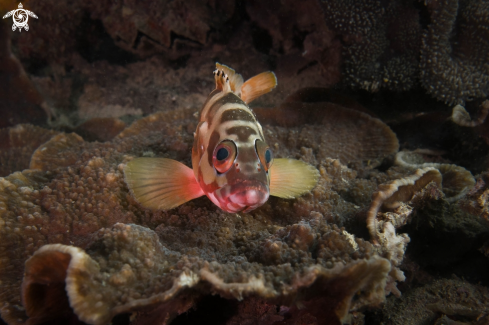 A Blacktip Grouper