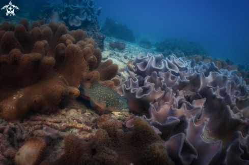 A Blue Spotted Grouper