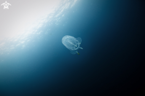 A Box Jellyfish