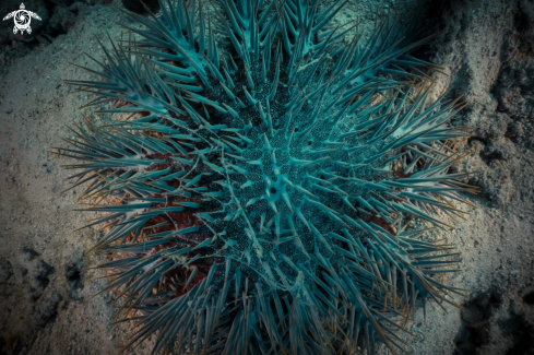 A Crown of Thorns Starfish