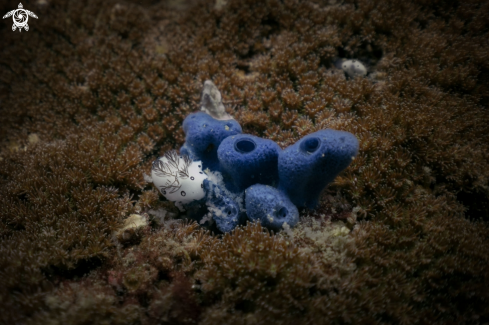 A Dotted Nudibranch