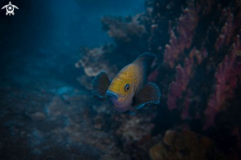 A Dusky Damselfish