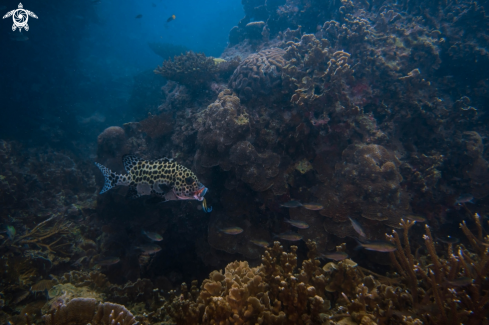 A Harlequin Sweetlips