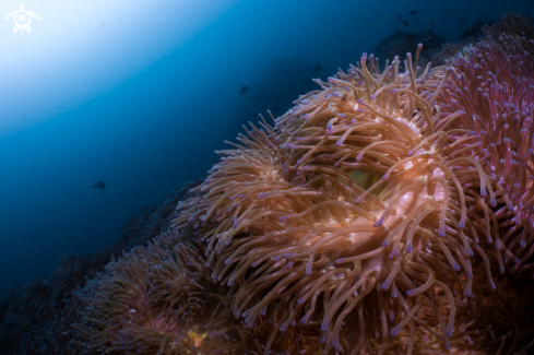 A Magnificent Sea Anemone