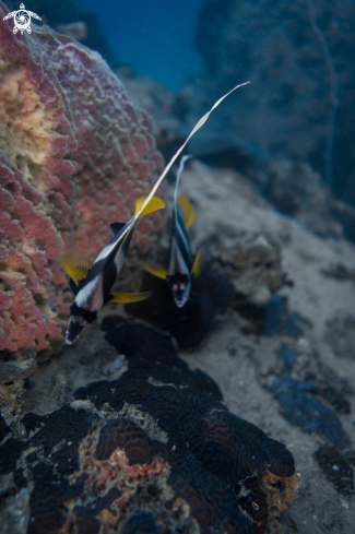 A Pennant Coralfish