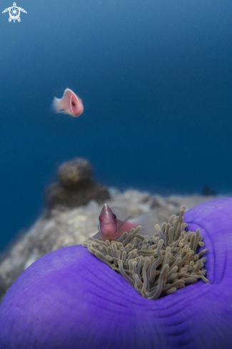 A Pink Skunk Clownfish