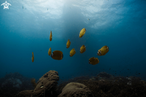 A Raccoon Butterflyfish