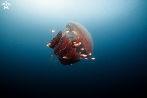 A Mosaic Jellyfish