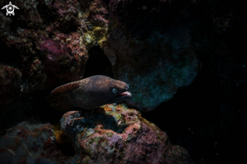 A White-eyed Moray eel