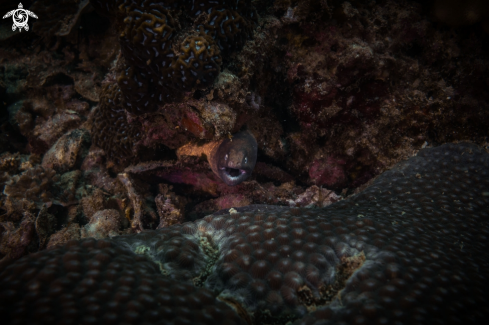 A White-eyed Moray eel