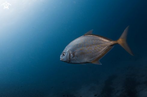 A Yellowspotted Trevally