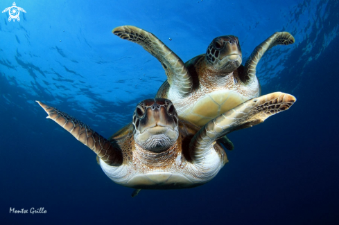 A Chelonia mydas | Green turtle