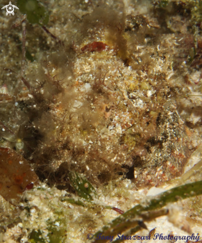 A Juvenile Stonefish