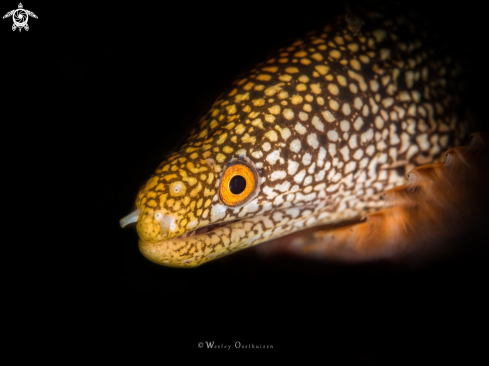 A Abbott's moray eel