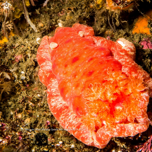 A Hexabranchus sanguineus  | Spanish Dancer