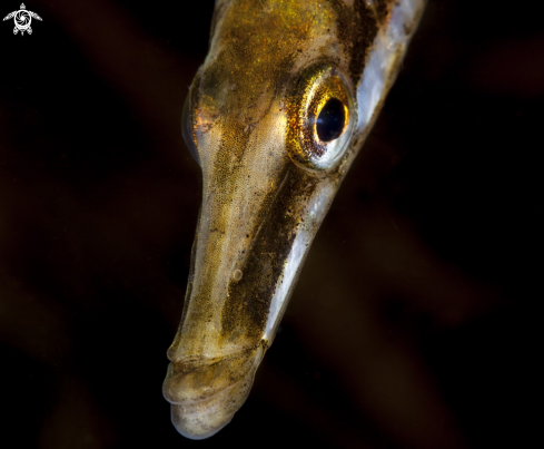 A Fifteen-spined Stickleback