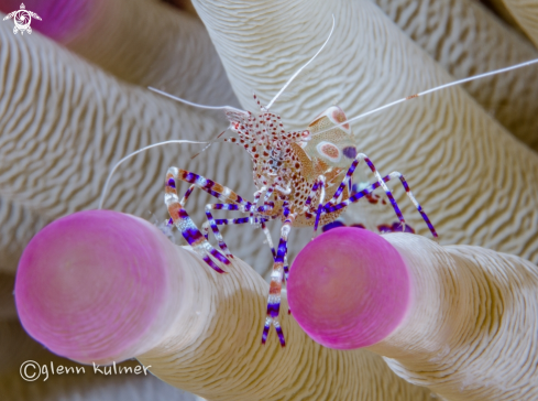 A spotted Cleaner Anemone Shrimp