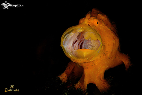 A frog fish