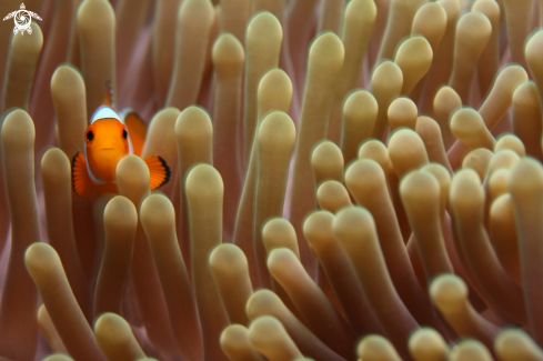 A Clownfish