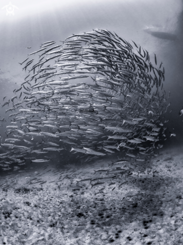 A Chevron Barracuda