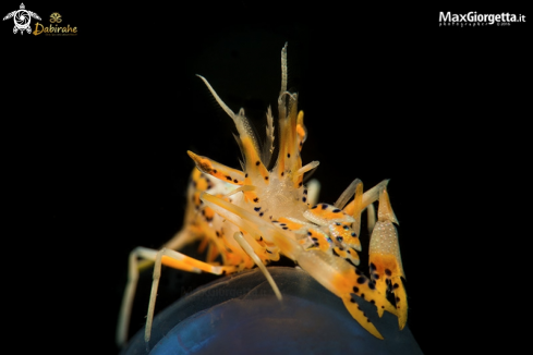 A tiger shrimp