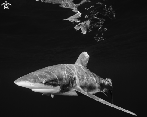 A Oceanic White Tip 