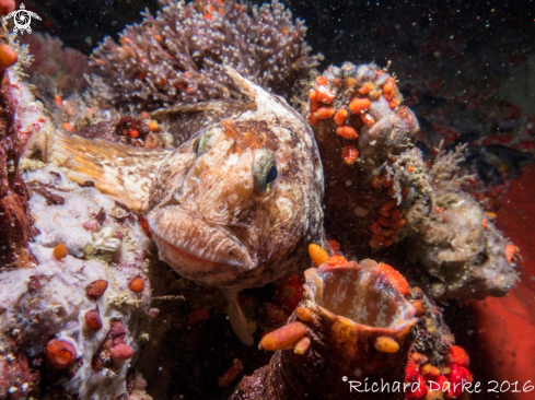 A Scartella emarginita | Maned Blenny