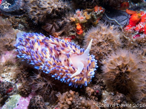 A Gas flame Nudibranch