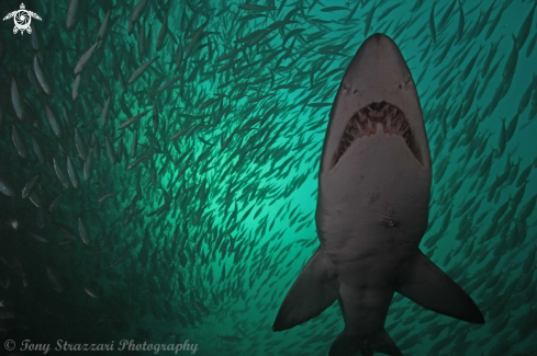 A Grey nurse shark