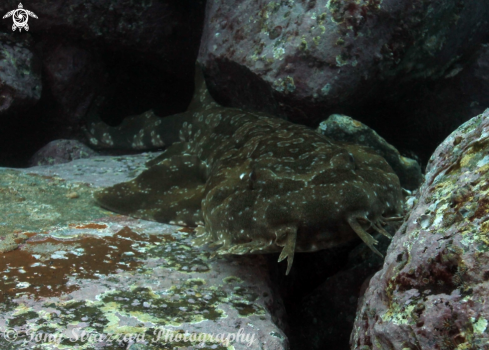 A Wobbegong