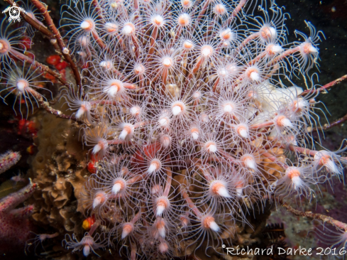 A Tubular Hydroid