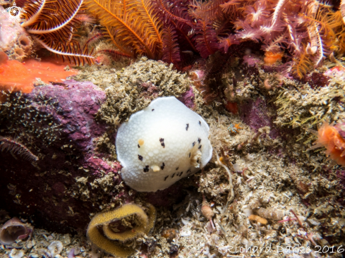 A Discodoris | Small-spot Dorid