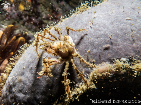 A Spider Crab