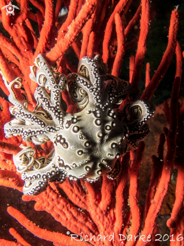 A Astrocladus euryale | Basket Star