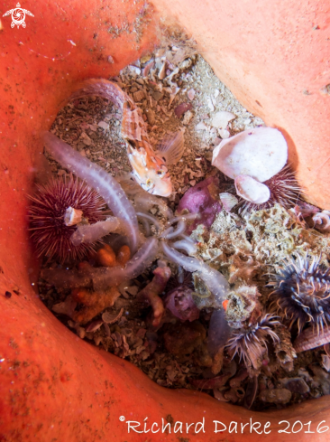 A Cape Triplefin