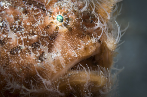 A Antennarius striatus | Hairy Frogfish