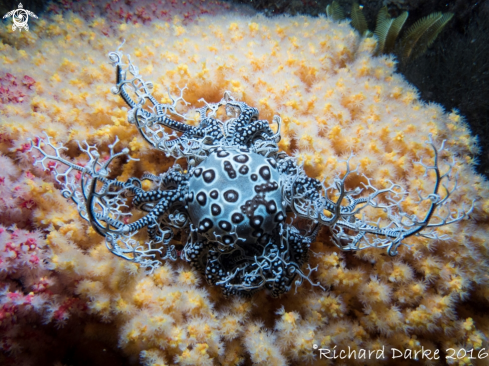 A Astrocladus euryale | Basket Star