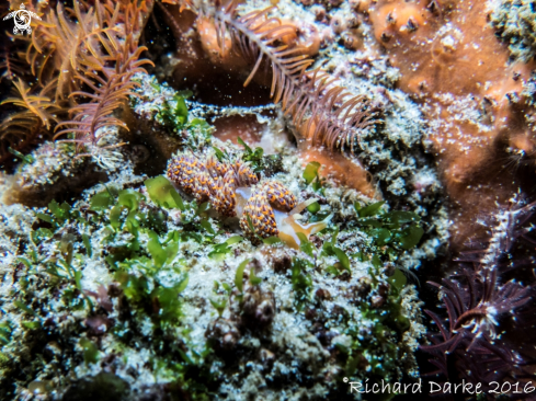 A Four-colour Nudibranch