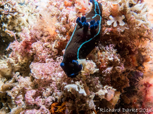 A Tamja capensis | Black Nudibranch