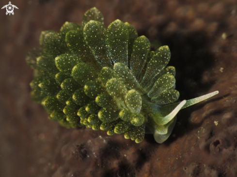 A Ercolania coerulea | Ercolania