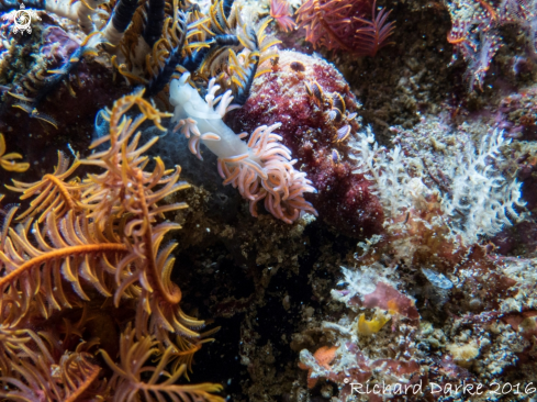 A Coral Nudibranch