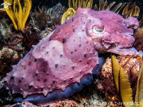 A Common Cuttlefish