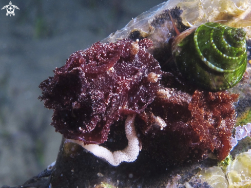 A Goniodoris castanea | Doride castano